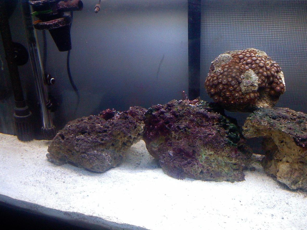 30 gallons reef tank (mostly live coral and fish) - another shot of the tank
