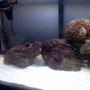 30 gallons reef tank (mostly live coral and fish) - another shot of the tank