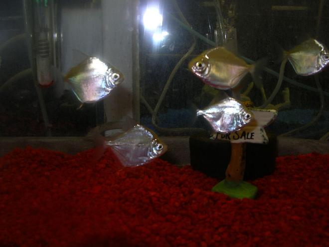 75 gallons freshwater fish tank (mostly fish and non-living decorations) - some tanks i have silver $