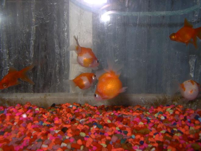 75 gallons freshwater fish tank (mostly fish and non-living decorations) - pearl scale gold fish