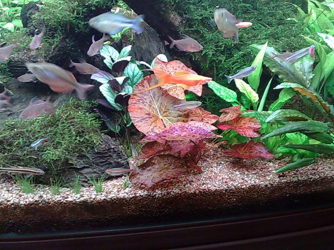 85 gallons freshwater fish tank (mostly fish and non-living decorations) - my red plants