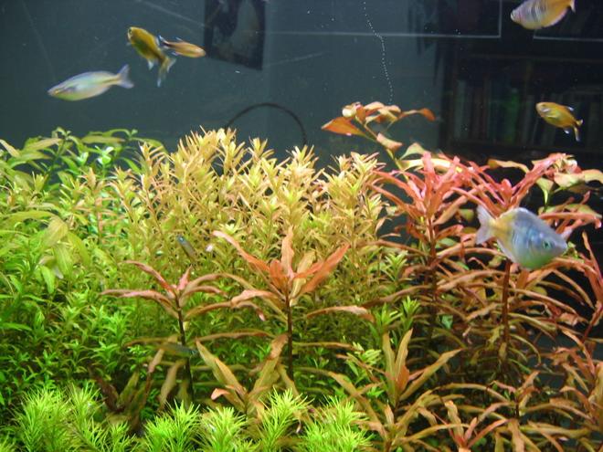 85 gallons freshwater fish tank (mostly fish and non-living decorations) - my red aquarium with co2 system and ph controller with astrong lighiting