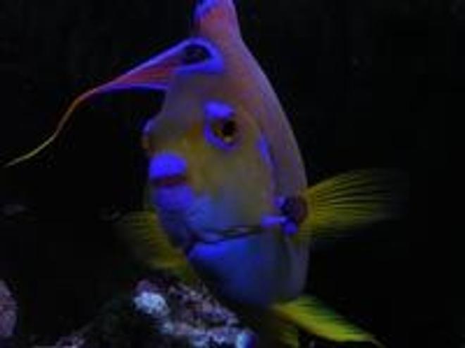 saltwater fish - holacanthus ciliaris - queen angelfish stocking in 55 gallons tank - Hi! Feeding time!