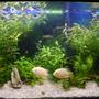 66 gallons freshwater fish tank (mostly fish and non-living decorations) - another view