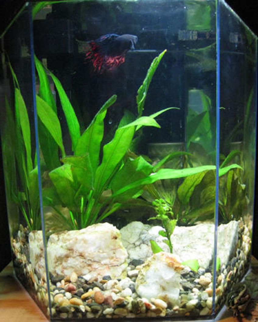 Rated #1880: 55 Gallons Planted Tank - My small Betta tank: 5.5 gal with 3 live plants, milky quartz.  1 male crown tail (Piet, at the top) and 1 female African dwarf frog (Dorothea).  Small tanks can be pretty too! (Though these guys both think it's huge!)