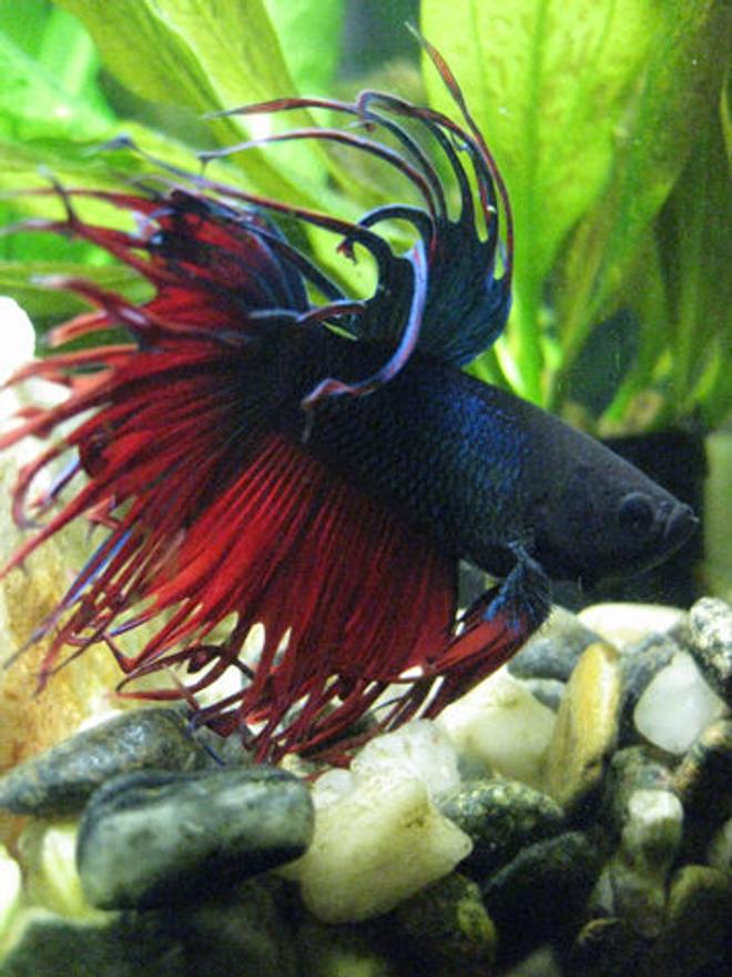 freshwater fish - betta splendens - crown tail betta stocking in 55 gallons tank - Piet, in a moment of meditative repose.  :-)