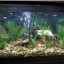 75 gallons freshwater fish tank (mostly fish and non-living decorations) - Natural river bed scape with approximately 81 fish
