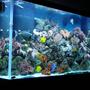 150 gallons reef tank (mostly live coral and fish) - 150 Gallon Reef Tank