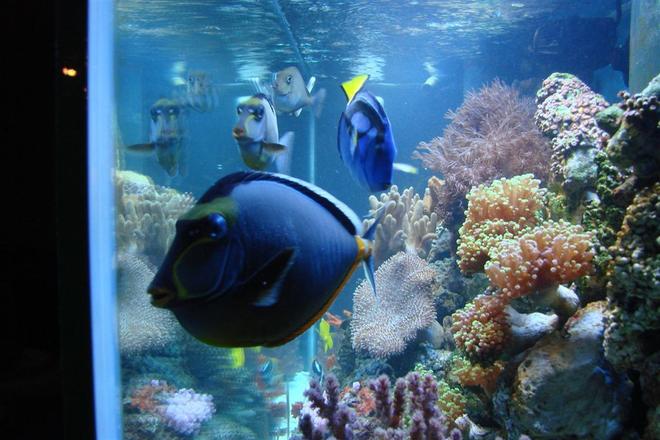 150 gallons saltwater fish tank (mostly fish, little/no live coral) - Side View of reef tank