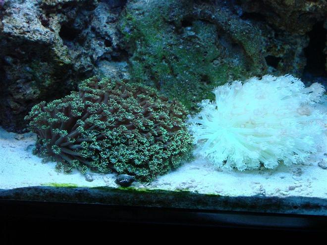 corals inverts - goniopora sp. - flower pot coral stocking in 150 gallons tank - Green Flower Pot - White Flower Pot