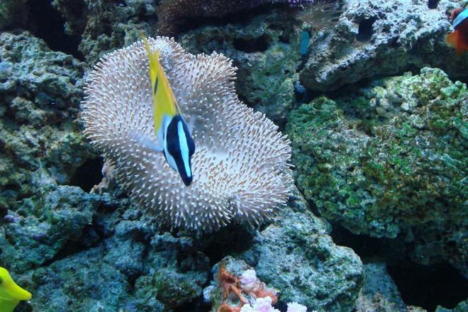 corals inverts - sarcophyton sp. - toadstool mushroom leather coral stocking in 150 gallons tank - Another variation of Toad stool