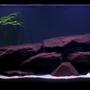 fish tank picture - 75Gal