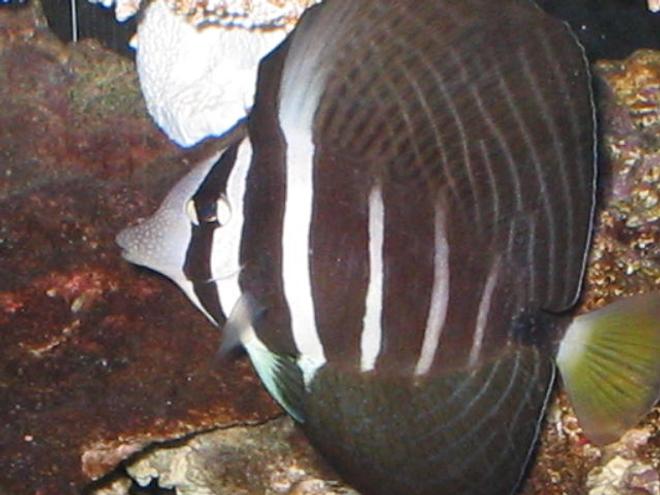 saltwater fish - zebrasoma veliferum - sailfin tang stocking in 55 gallons tank - My Sailfin Tang