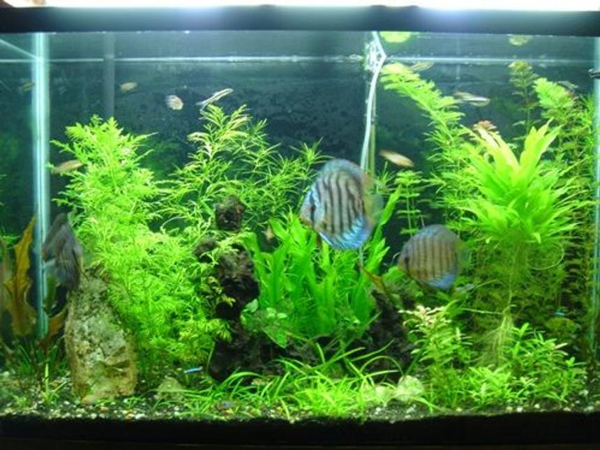 Rated #80: 45 Gallons Planted Tank - 45gl planted tank.