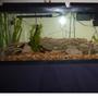 fish tank picture - First tank in a while