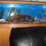 fish tank picture - my 55 gallon tank