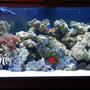 75 gallons saltwater fish tank (mostly fish, little/no live coral) - 75 gallon, live rock and sand, feather duster, frog spawn, blue hippo, clowns, canary wrasse, sleeper goby, flame angel, banner fish, blood shrimp, 1 anomone shrimp, snails and a crab