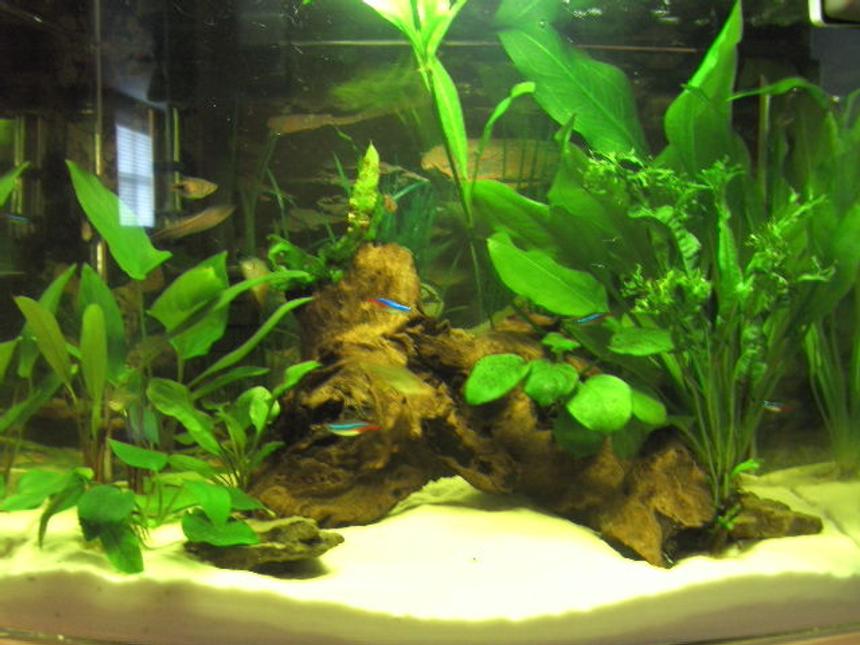 Rated #142: 12 Gallons Planted Tank - 2 months old, all plants are growing and fish are thriving.