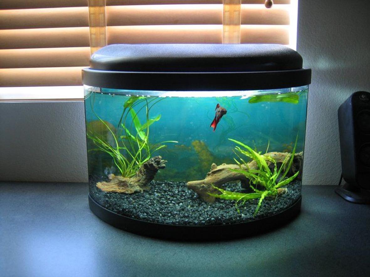 fish tank picture - 5 gallon bow front betta tank
