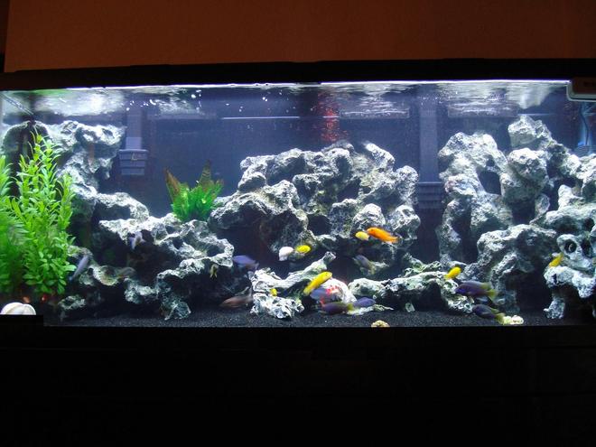 55 gallons freshwater fish tank (mostly fish and non-living decorations) - 55gallon Malawi Mbuna