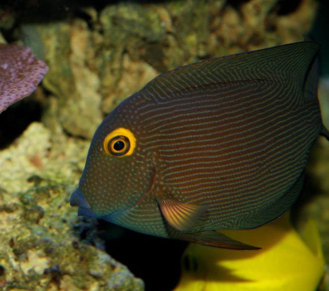saltwater fish - ctenochaetus strigosus - kole yellow eye tang stocking in 200 gallons tank - Colin, my Koles or Yelloweye Tang, swimming above one of my six yellow tangs