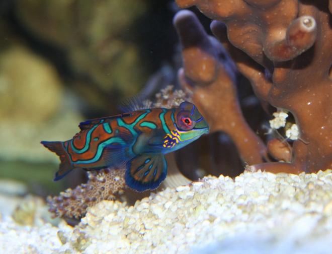 saltwater fish - synchiropus splendidus - green mandarin stocking in 200 gallons tank - Mao, my Green Mandarin hunting around the base of my columnar blue ridge coral