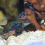 saltwater fish - synchiropus splendidus - green mandarin stocking in 200 gallons tank - Mao, my Green Mandarin hunting around the base of my columnar blue ridge coral