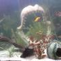 freshwater fish - puntius tetrazona - tiger barb stocking in 100 gallons tank - FISH