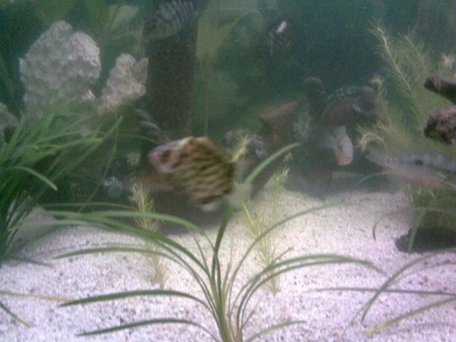 freshwater fish - tetraodon nigroviridis - green spotted puffer stocking in 100 gallons tank - FISH