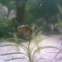 freshwater fish - tetraodon nigroviridis - green spotted puffer stocking in 100 gallons tank - FISH