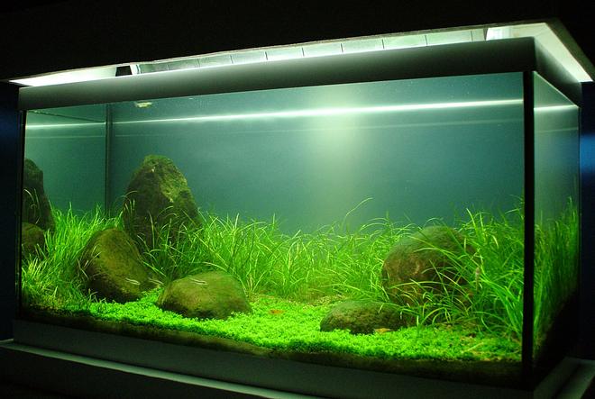 50 gallons planted tank (mostly live plants and fish) - This is my first attempt at a planted tank, it is;

Tank: 70lt

Lights: 2 x 20W T4's and 2 x 20W T'8's (lights are cooled by a 12V computer extractor  fan in hood)

Plants: Background = Echinodorus tenellus
              Foreground = Hemianthus callitrichoides

Filtration: Old school fluval 3 external.

Ferts and Co2;  Co2 is injected at 1-2 bubbles per second from a fire extinguisher setup with DIY and Tropica nutrition plant food used daily. Substrate is also from Tropica with a fine layer of gravel to prevent soil disturbance.

Fish and Inverts: 4 x otto's, 5 x Amano Shrimp and 4 x Sunkist shrimp.