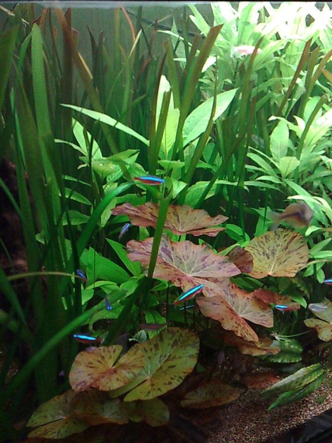 85 gallons planted tank (mostly live plants and fish) - its my cardenal tetra