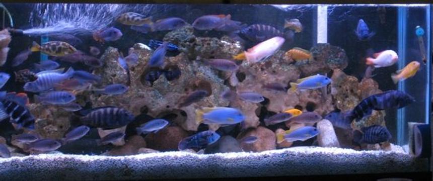 Rated #48: 55 Gallons Freshwater Fish Tank - cichlids
