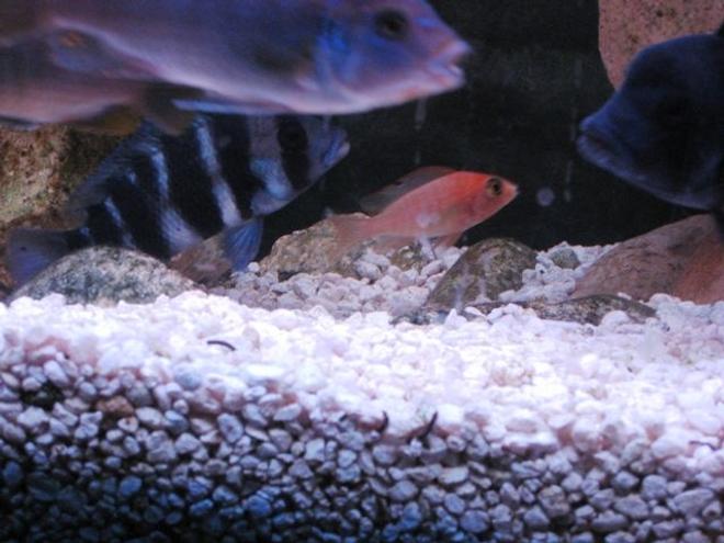 freshwater fish - cyphotilapia frontosa - frontosa cichlid stocking in 55 gallons tank - cichlids