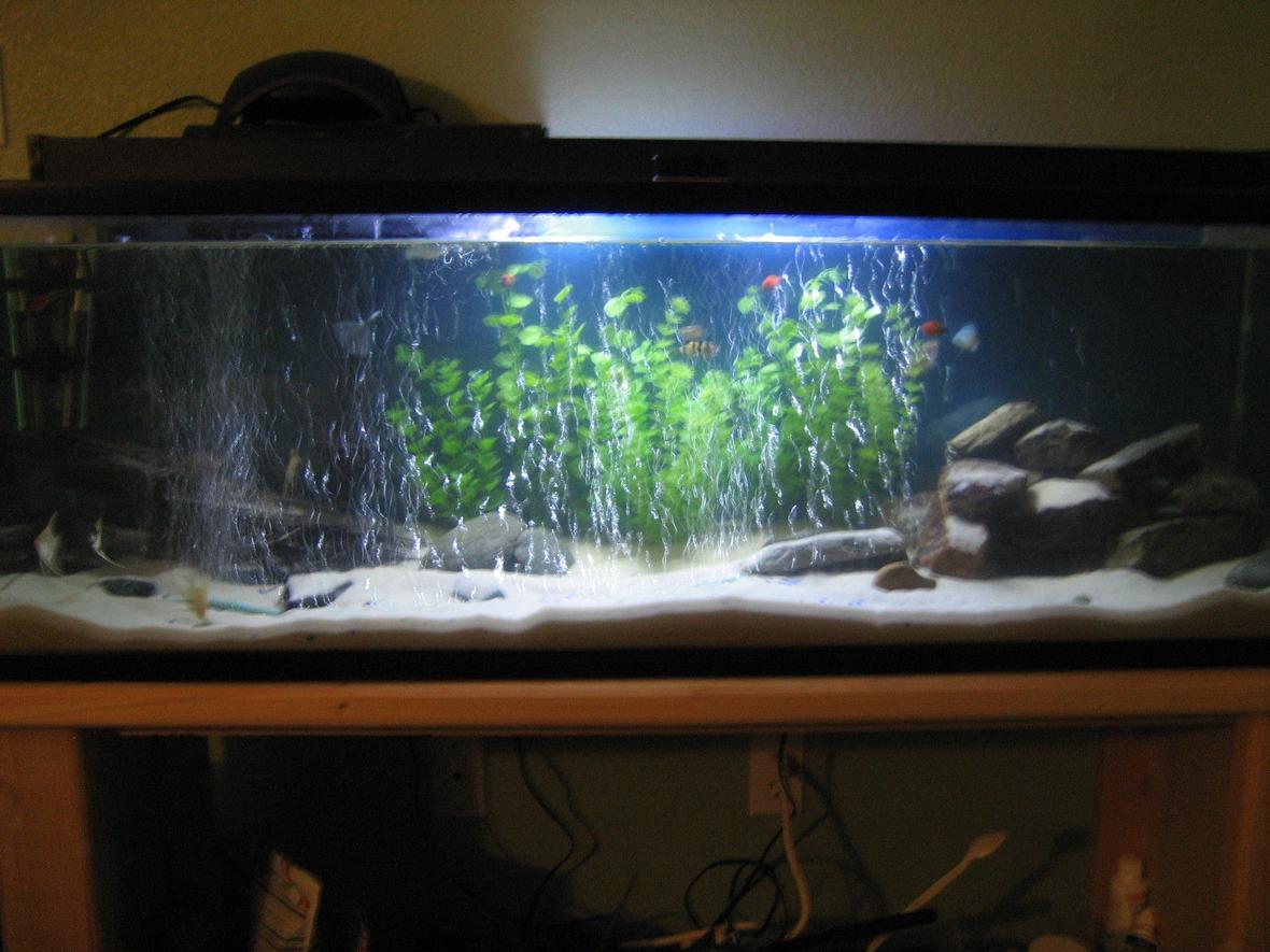 46 gallons freshwater fish tank (mostly fish and non-living decorations) - 65 gal, 21 fish, driftwood, white sand, rock caves, fake plants
