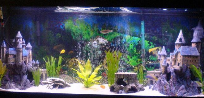 55 gallons freshwater fish tank (mostly fish and non-living decorations) - front view