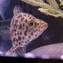 freshwater fish - ctenopoma acutirostre - leopard ctenopoma stocking in 10 gallons tank - My Ctenopoma acutirostre (leaf fish) posing for the camera!