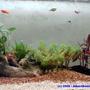 100 gallons freshwater fish tank (mostly fish and non-living decorations) - Center area of the tank.