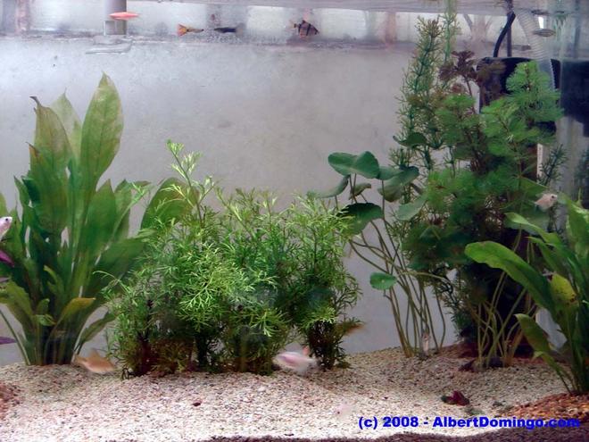 100 gallons planted tank (mostly live plants and fish) - Right side of the tank.