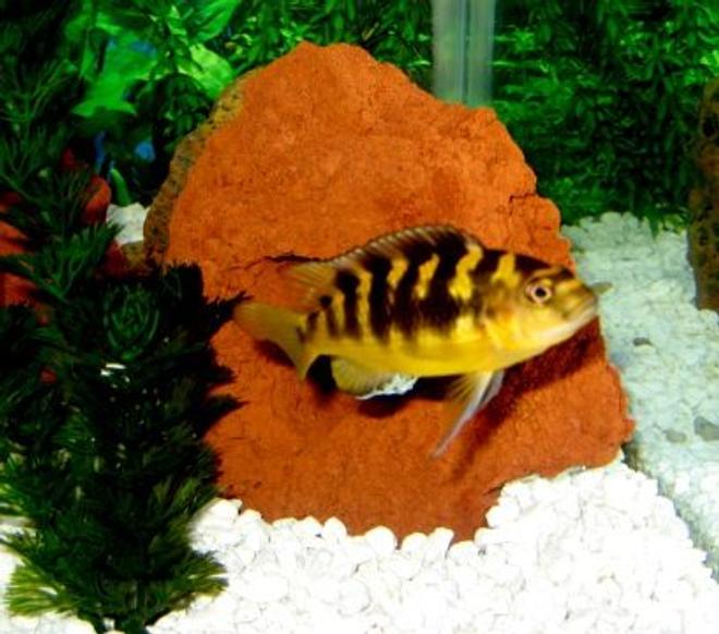 freshwater fish - pseudotropheus crabro - bumblebee cichlid stocking in 150 gallons tank - Bumblebee Cichlid