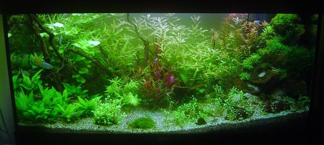 300 gallons planted tank (mostly live plants and fish) - my new rio 300 planted set up.