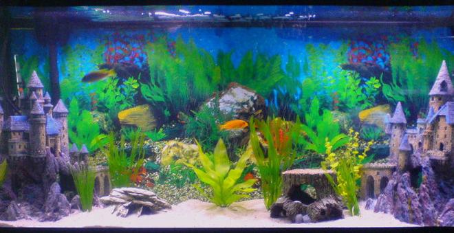 55 gallons freshwater fish tank (mostly fish and non-living decorations) - My First tank Ever Trials and Errors