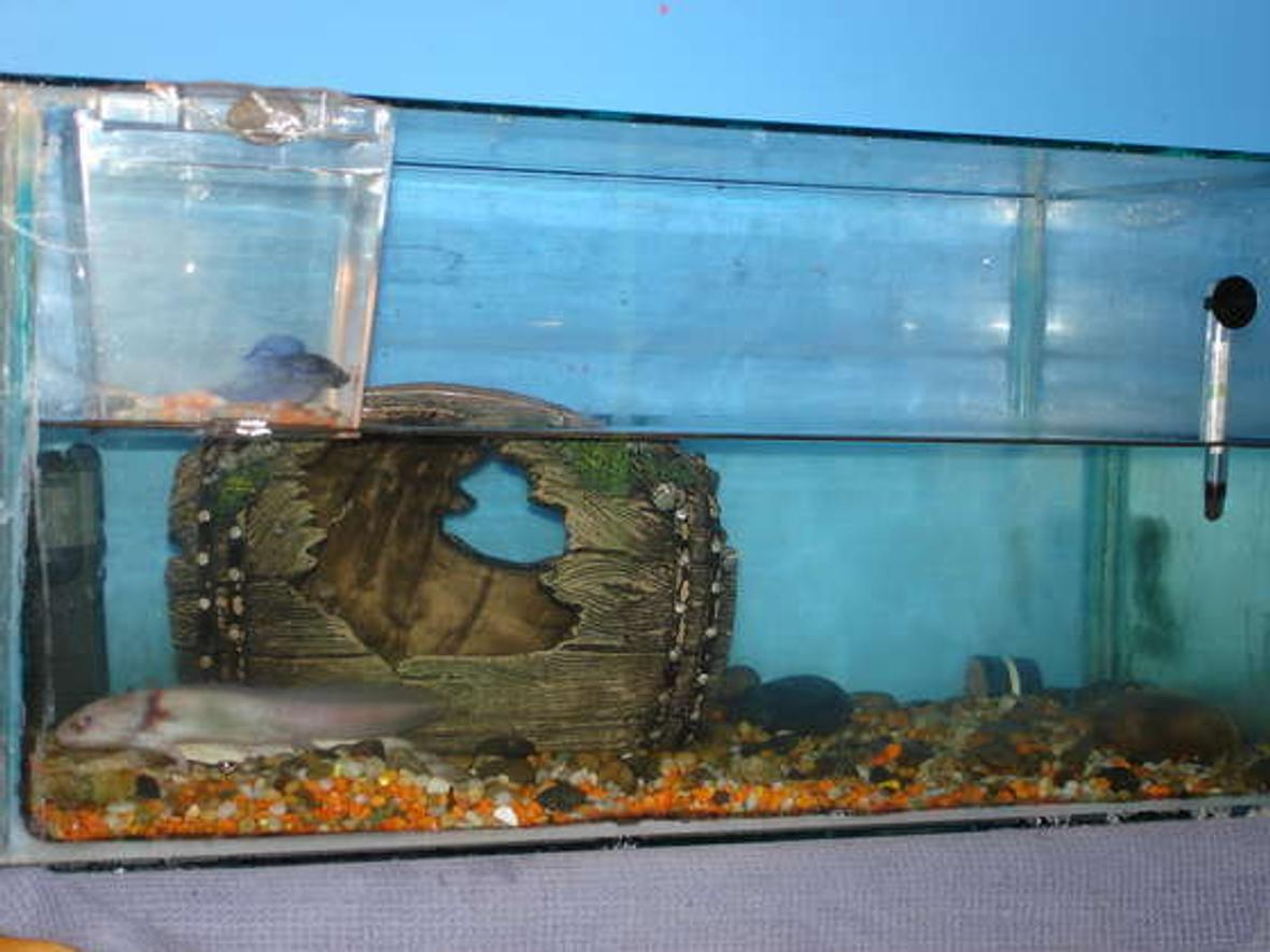 15 gallons freshwater fish tank (mostly fish and non-living decorations) - axolotl/betta tank betta it top tank axol below