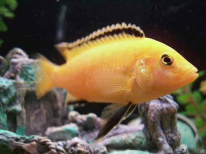 freshwater fish - labidochromis caeruleus - electric yellow cichlid stocking in 50 gallons tank - male yellow cichlid