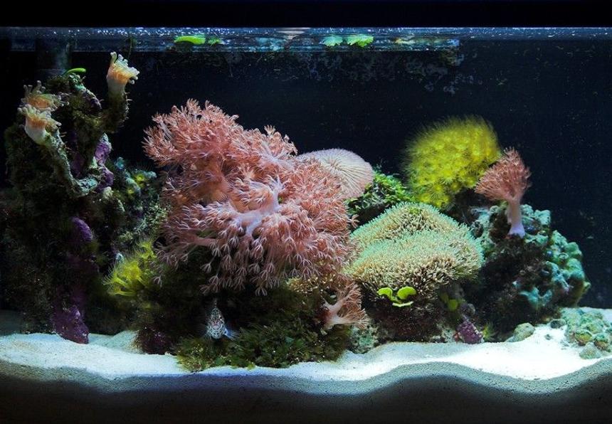 Rated #105: 10 Gallons Reef Tank - My 10 gallon nano.