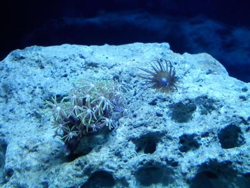 Rated #65: Corals Inverts - Briareum Sp. - Starburst Polyp Stocking In 10 Gallons Tank - the new coral buddies. they are called star polyps