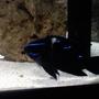 saltwater fish - neoglyphidodon oxyodon - black velvet damsel stocking in 75 gallons tank - Black Velvet Damsel
