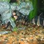 freshwater fish - botia macracantha - clown loach stocking in 90 gallons tank - JUST CLOWNING SAROUND