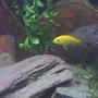 freshwater fish - labidochromis caeruleus - electric yellow cichlid stocking in 60 gallons tank - hangin out