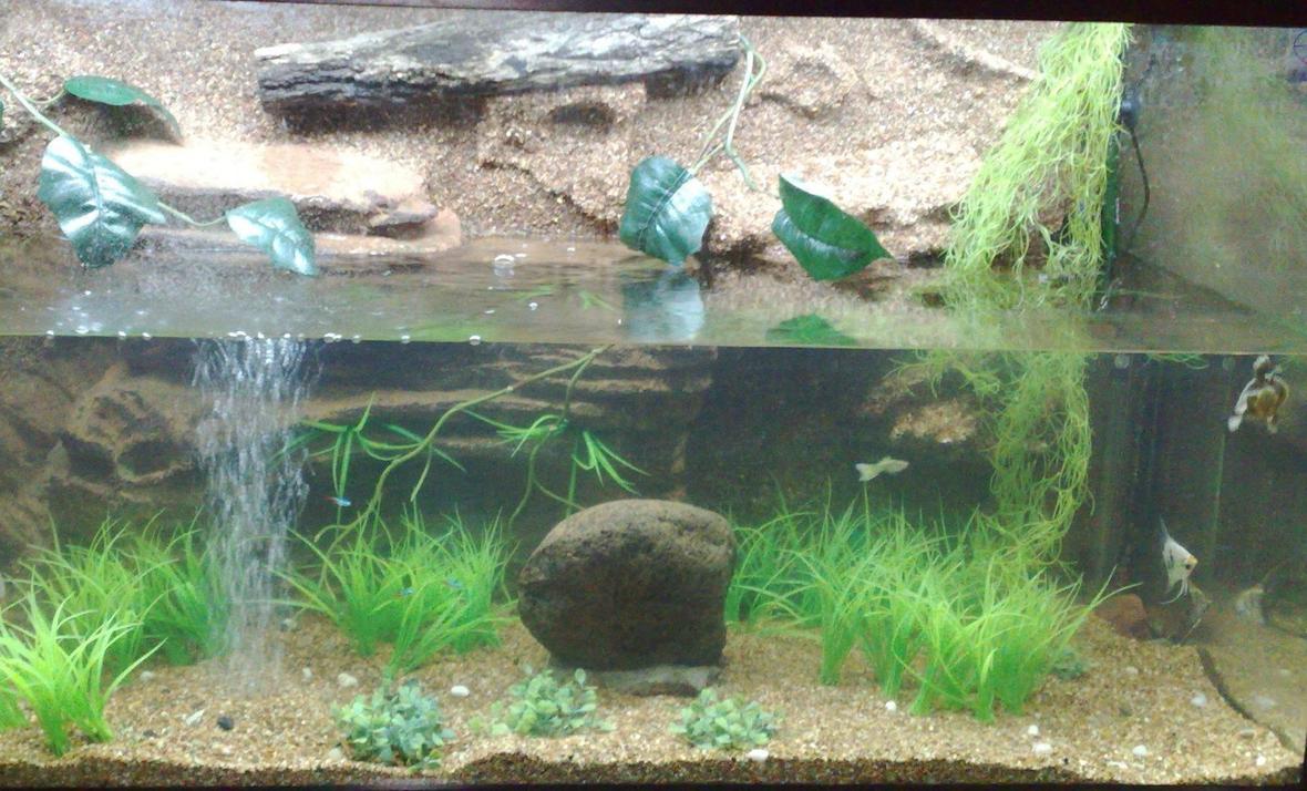 100 gallons freshwater fish tank (mostly fish and non-living decorations) - This is my fishtank